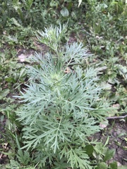Artemisia absinthium