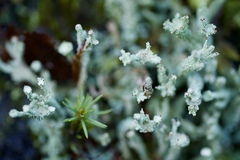 Cladonia polydactyla