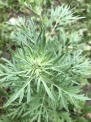 Artemisia absinthium