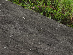 Orthetrum triangulare