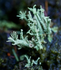 Cladonia polydactyla