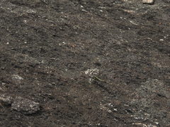 Orthetrum triangulare