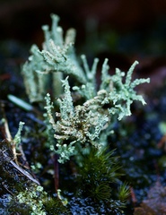 Cladonia polydactyla