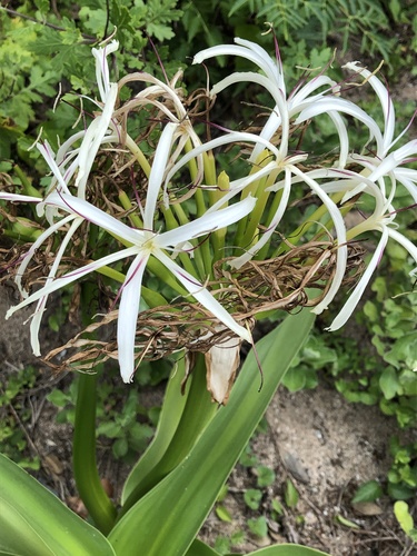 Poisonbulb