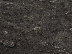 Orthetrum triangulare