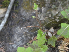 Ribes laxiflorum
