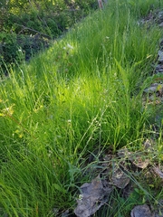 Capsella bursa-pastoris