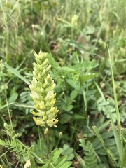 Astragalus cicer