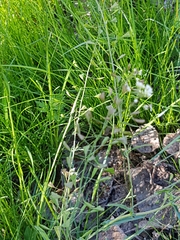 Capsella bursa-pastoris