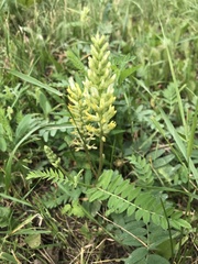 Astragalus cicer