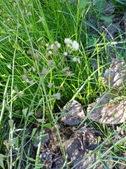 Capsella bursa-pastoris