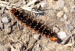 Hypolimnas bolina nerina