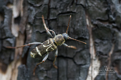 Xylotrechus ibex