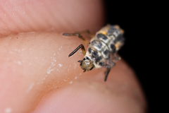 Adalia decempunctata