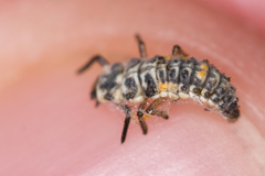 Adalia decempunctata