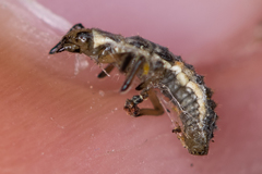 Adalia decempunctata