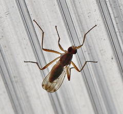 Norellia