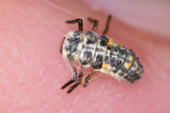 Adalia decempunctata