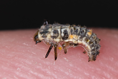 Adalia decempunctata