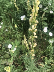 Linaria vulgaris