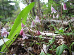 Linnaea borealis longiflora