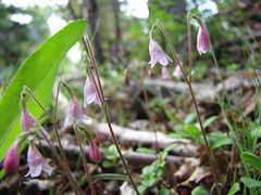 Linnaea borealis longiflora