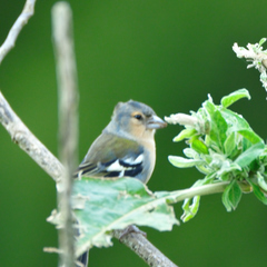 Fringilla coelebs moreletti