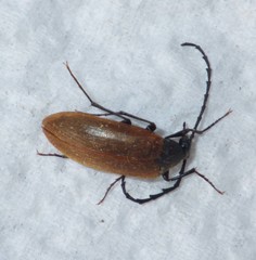 Pseudocistela ceramboides