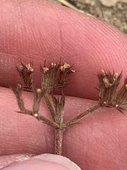 Chorizanthe staticoides