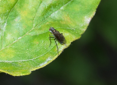 Rhaphium