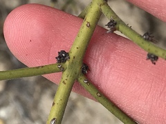 Adolphia californica