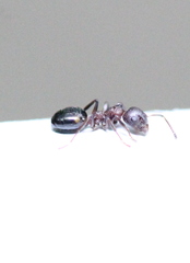 Dolichoderus sibiricus