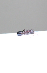 Dolichoderus sibiricus