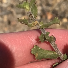 Hazardia squarrosa grindelioides