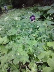 Geranium phaeum phaeum