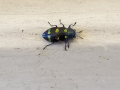 Chrysobothris chrysoela