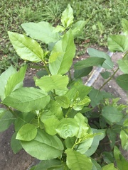 Populus