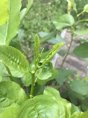 Populus