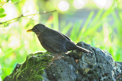 Turdus merula azorensis