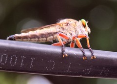 Asilidae