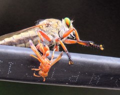 Asilidae
