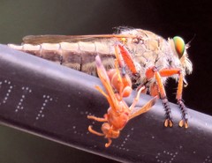 Asilidae
