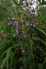 Clinopodium caucasicum