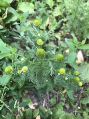 Matricaria discoidea
