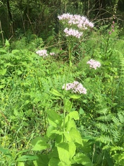 Valeriana pyrenaica