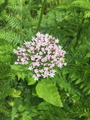Valeriana pyrenaica