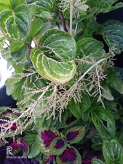 Iresine diffusa herbstii