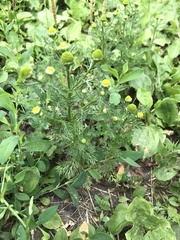 Matricaria discoidea