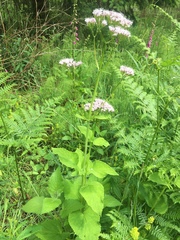 Valeriana pyrenaica