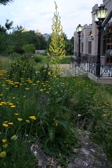 Verbascum pyramidatum
